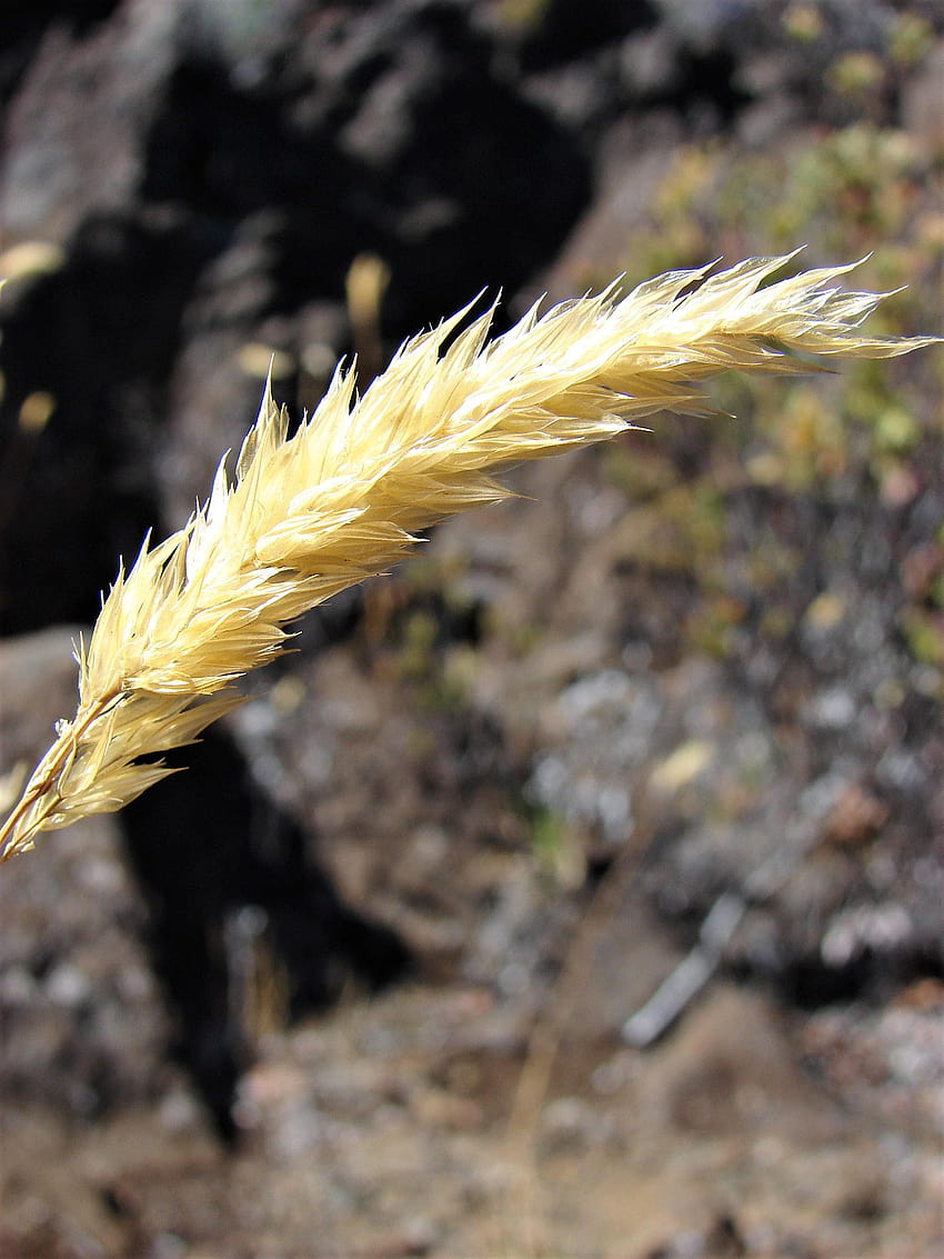 150 СЛАДКА ПРОЛЕТНА ТРЕВА Sweet Grass Vanilla Grass Anthoxanthum, foxtail ечемична декоративна трева HD тапет за телефон