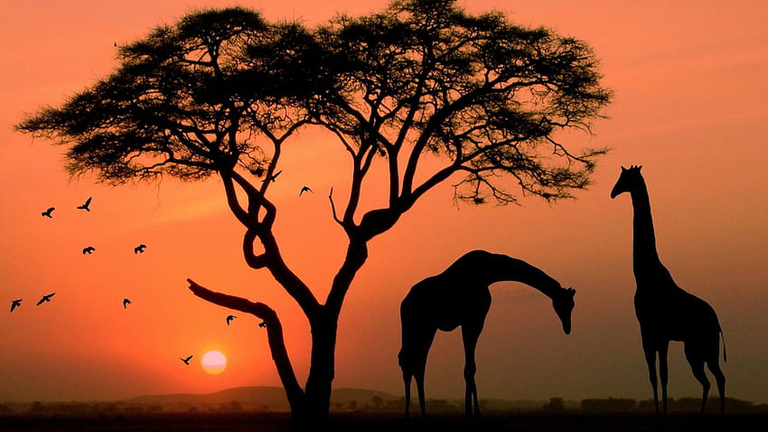 Afrikanischer Sonnenuntergang Dämmerung Baum Roter Himmel Savanne Tiere Vögel Giraffe Nashorn Natur Landschaft Für: 13 HD-Hintergrundbild