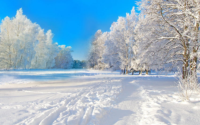 Winter Full, nature winter HD wallpaper | Pxfuel