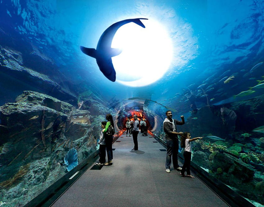 Dubai Mall Aquarium, aquarium with diver HD wallpaper