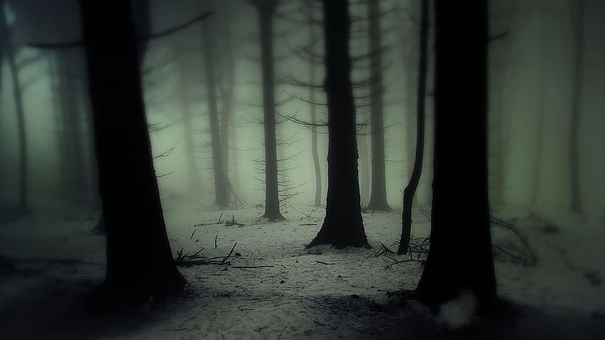 trees forest wood gloom snowing snow winter fog haze mist cold spooky [1920x1200] for your , Mobile & Tablet, winter scary HD wallpaper