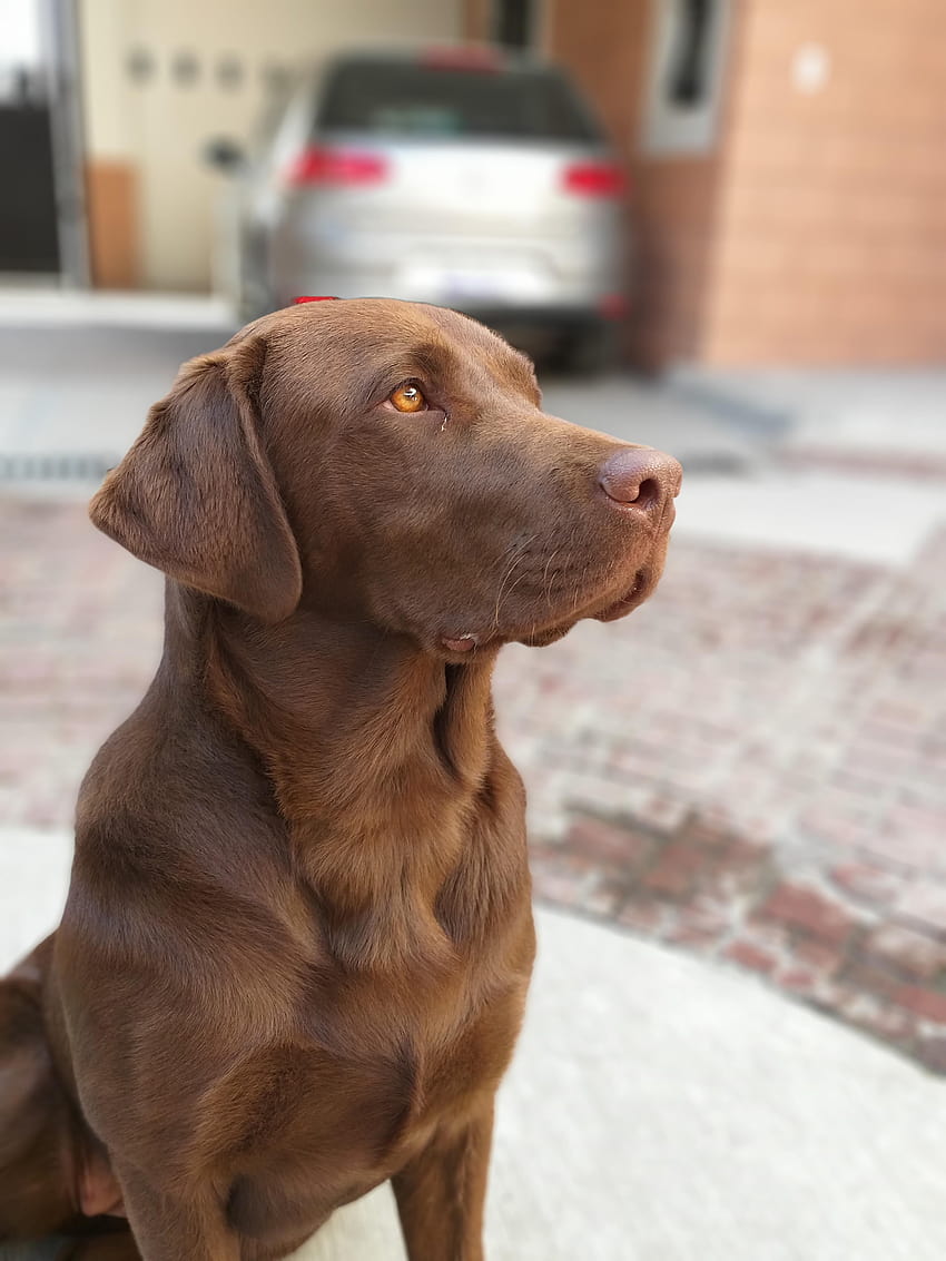Took this of my 8 month old chocolate lab., baby chocolate labs HD phone wallpaper