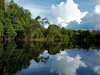 Amazon Rainforest HD wallpaper | Pxfuel