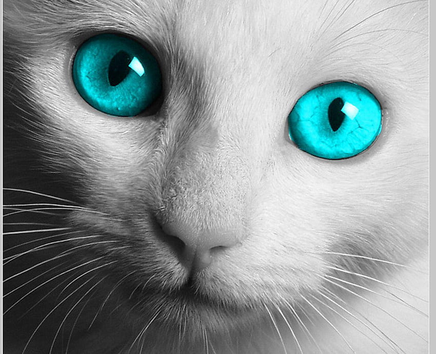 Group of Bright Blue Eyes, cat eyes HD wallpaper