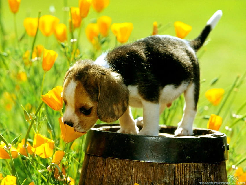 Пролетни животни и цветя, пролетни кученца HD тапет