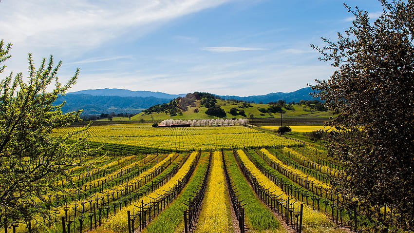 Napa HD Wallpaper Pxfuel