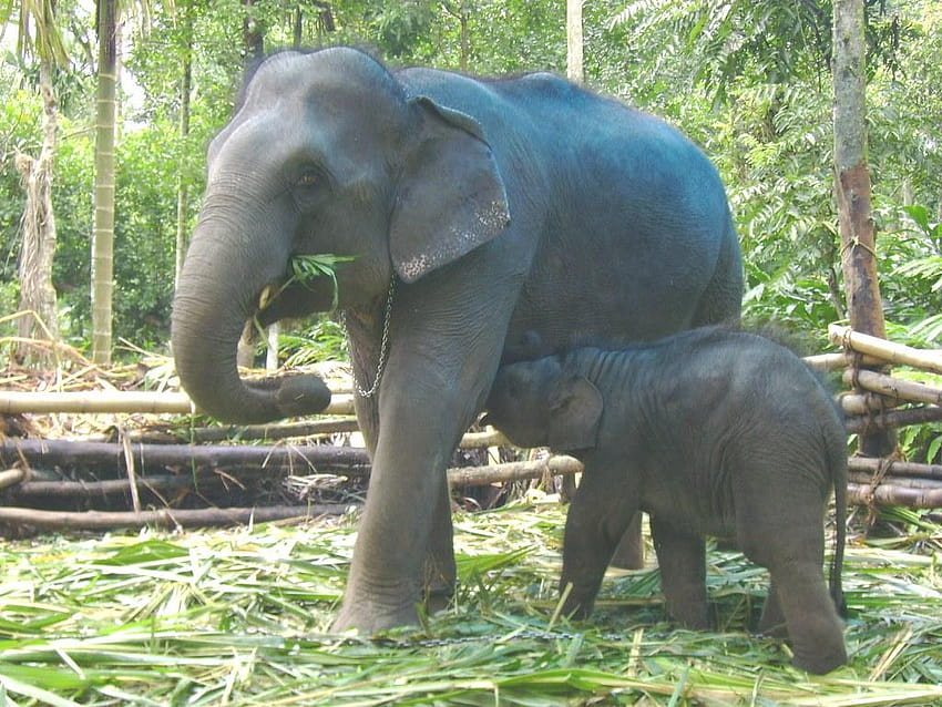 Kannan e sua madre. l'elefantino che beve il latte, l'elefantino che beve Sfondo HD
