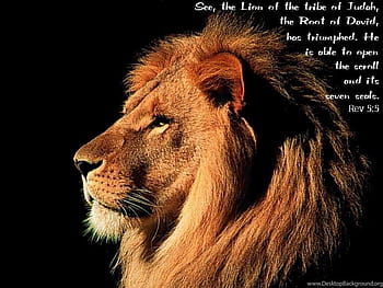 Beautiful Bob Marley Lion Wallpaper narnia quotes aslan quotesgram