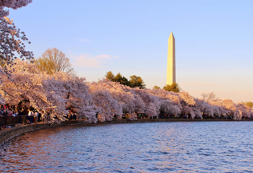 4 Washington DC Fleur de cerisier, ressort de Washington DC Fond d'écran HD