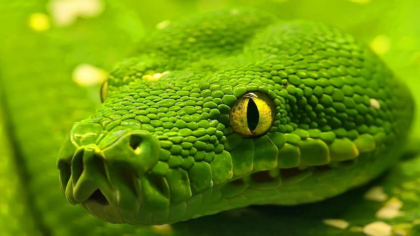 most beautiful green nature, pit viper HD wallpaper