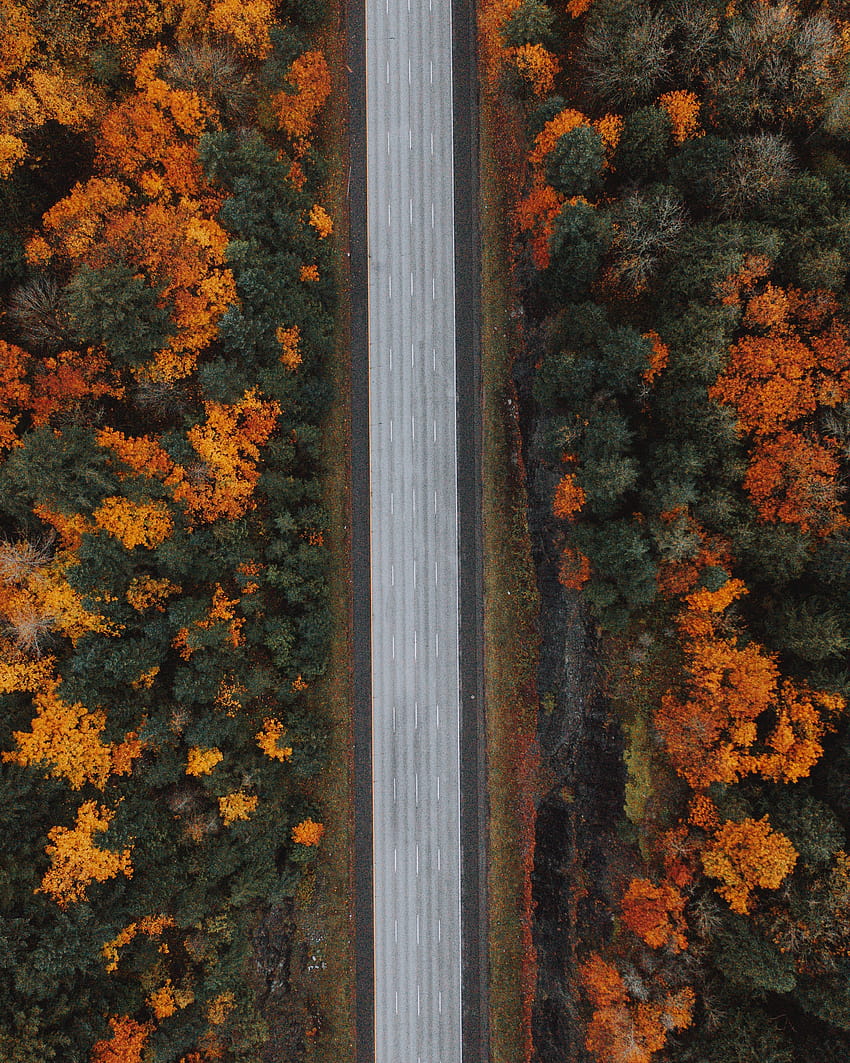 2912x3640 road, forest, aerial view, highway, trees, autumn backgrounds, autumn highway HD phone wallpaper
