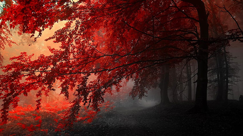 森: 秋の素晴らしさ 平和な道 赤い霧の森の小道 霧の霧の道 葉が落ちる 森の美しさの散歩…、霧の森の秋 高画質の壁紙