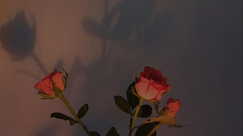 Rose , Aesthetic ...pinterest, aesthetic roses HD wallpaper