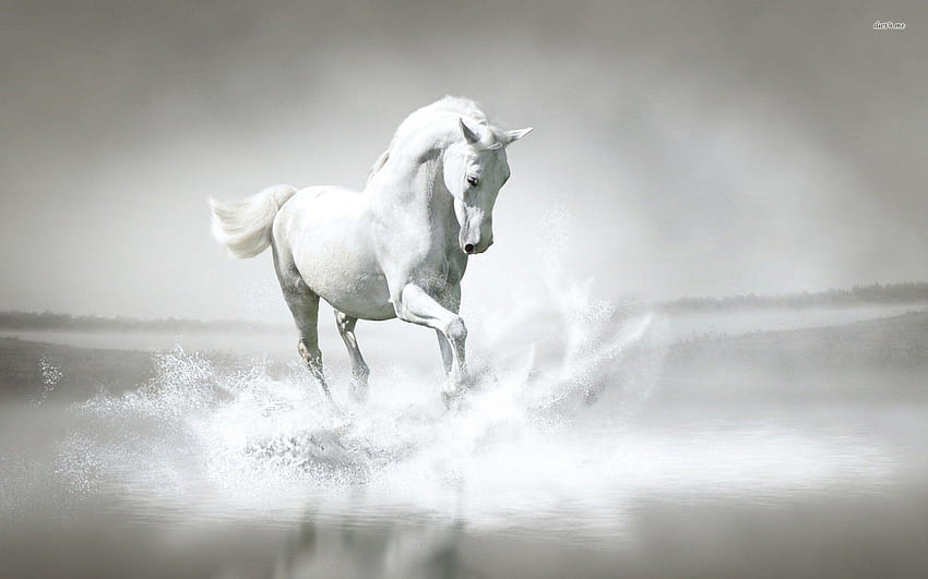 Luxury White Horse, mare animal HD wallpaper