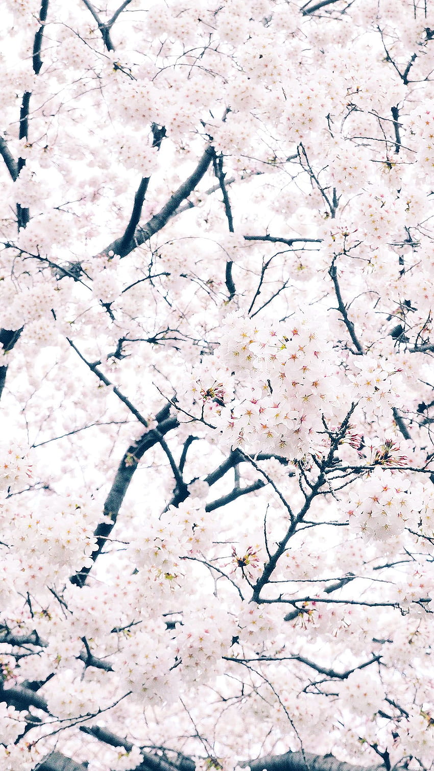 iPhone 6s Spring, spring iphone 6 HD phone wallpaper