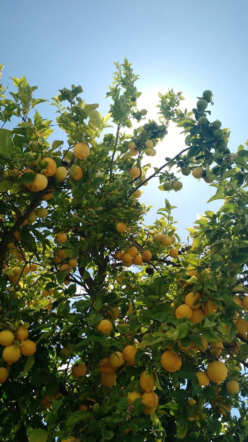 My neighbor's lemon tree looked so ...startwerk17.tumblr HD phone wallpaper
