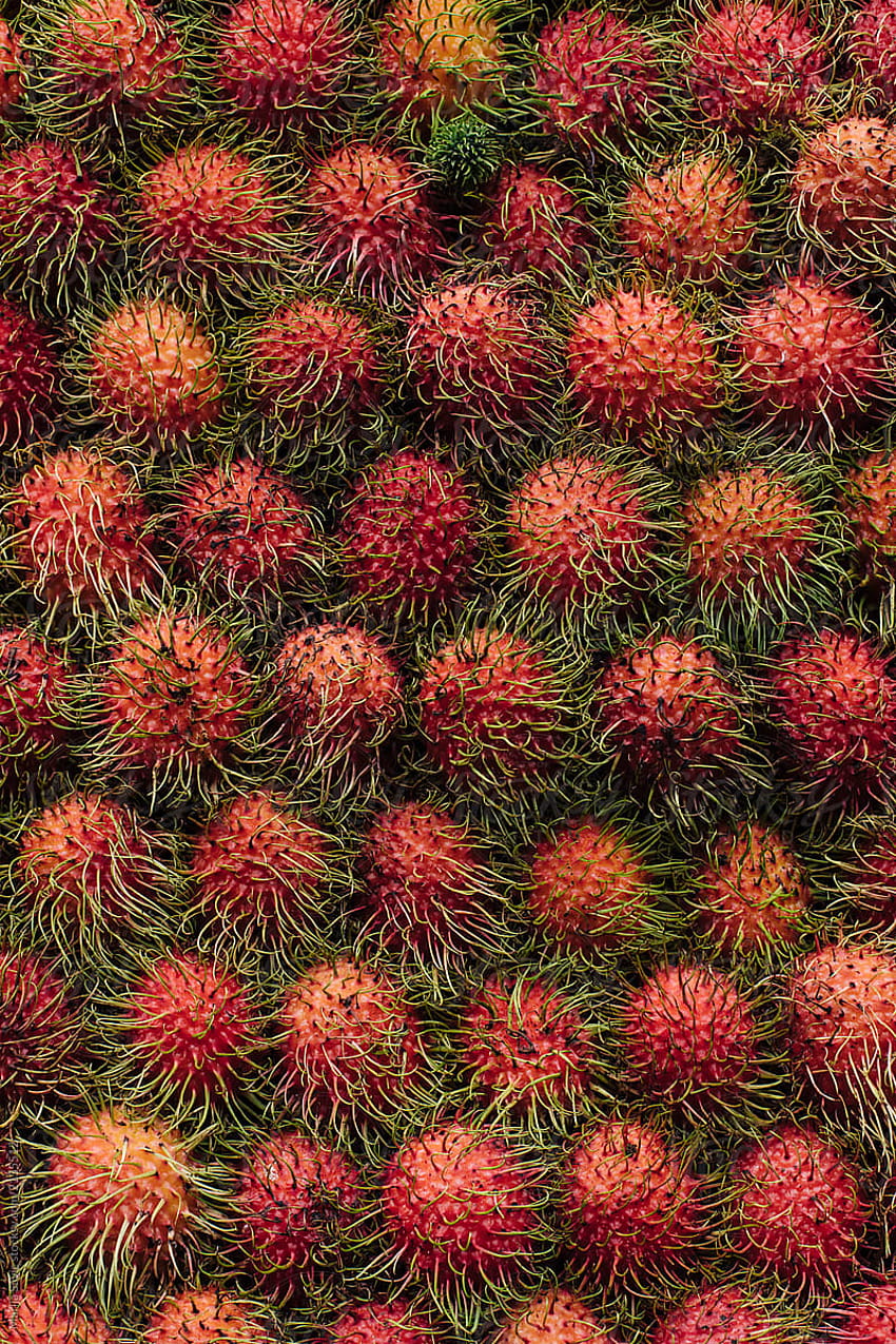 Rambutan Fruit Pile by Marija Savic HD phone wallpaper