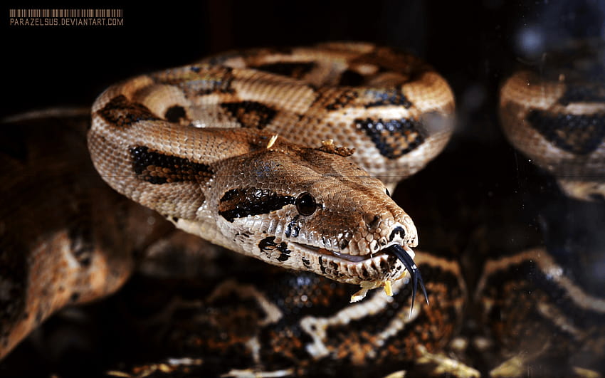 Boa Constrictor Imperator sp. Firebelly 016 by Parazelsus HD wallpaper