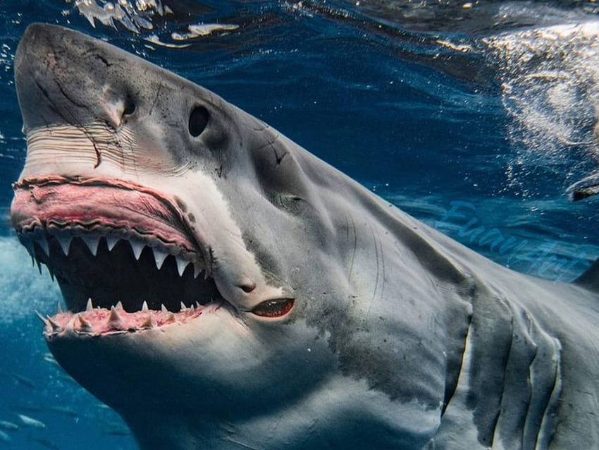 Wiadomości o rekinach; „Najtwardszy żarłacz biały na świecie” Brutus przedstawił wykres z niewiarygodnymi szczegółami, wielki rekin Tapeta HD