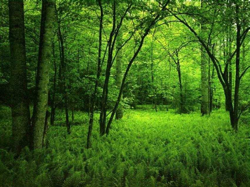 4 Floresta Verde, laptop floresta verde papel de parede HD