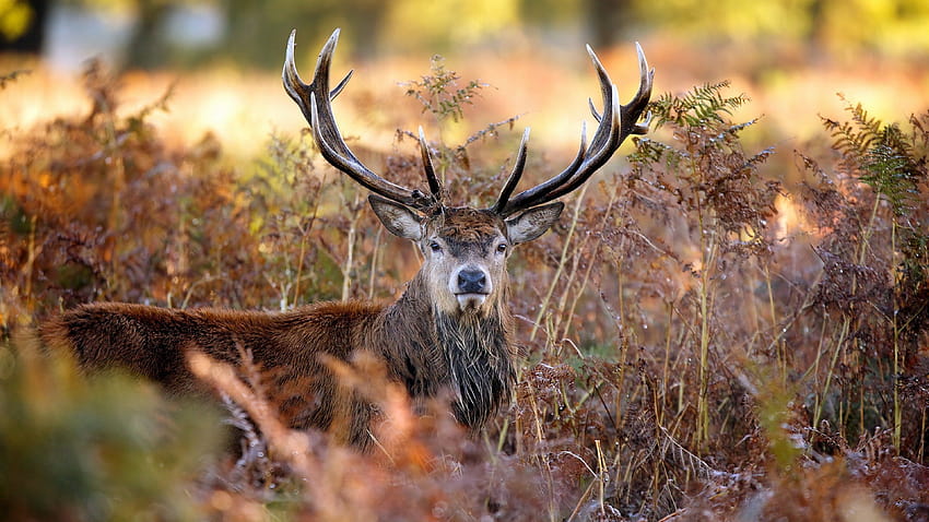 6 Deer & Backgrounds, deer pc HD wallpaper