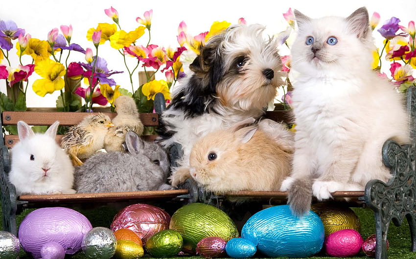 Hapy Easter Kitten Dog Puppy Rabbits Chickens Eggs Flowers, baby chicks easter HD wallpaper