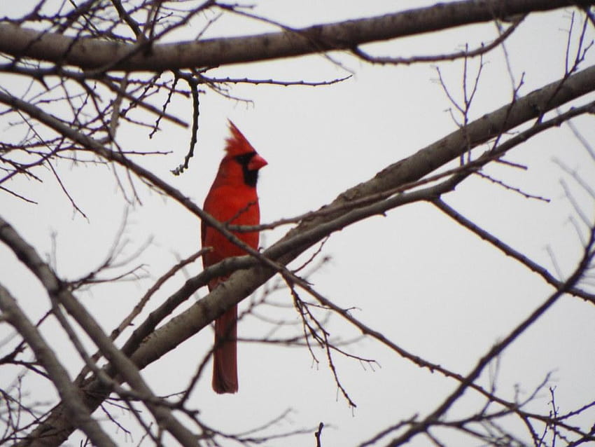 Northern Cardinal, March 7, 2019, Crowley Park Richardson, Texas, pied northern cardinal HD wallpaper