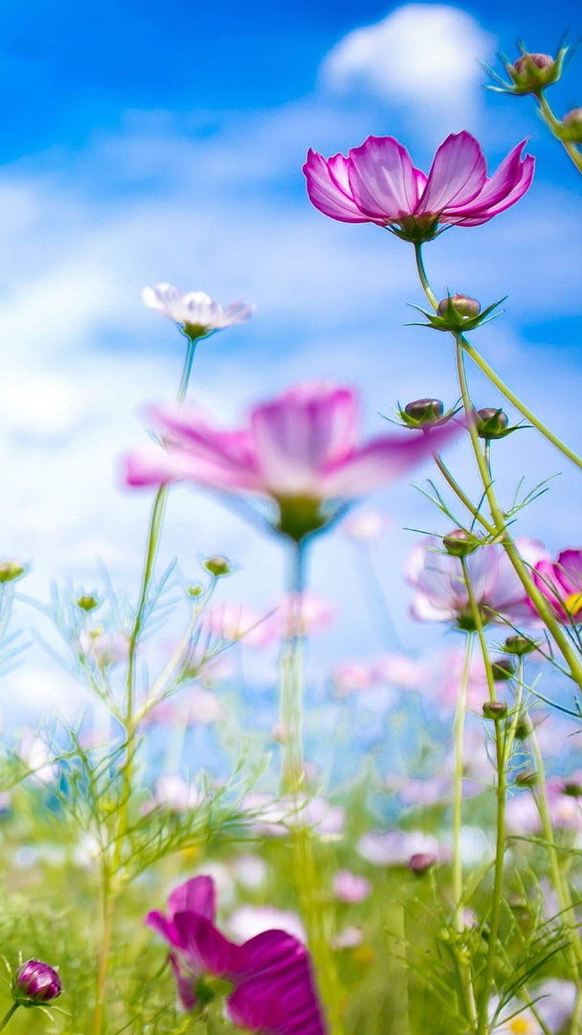 Bellissimi fiori in piena fioritura Smartphone ⋆ Prendi, bello smartphone Sfondo del telefono HD