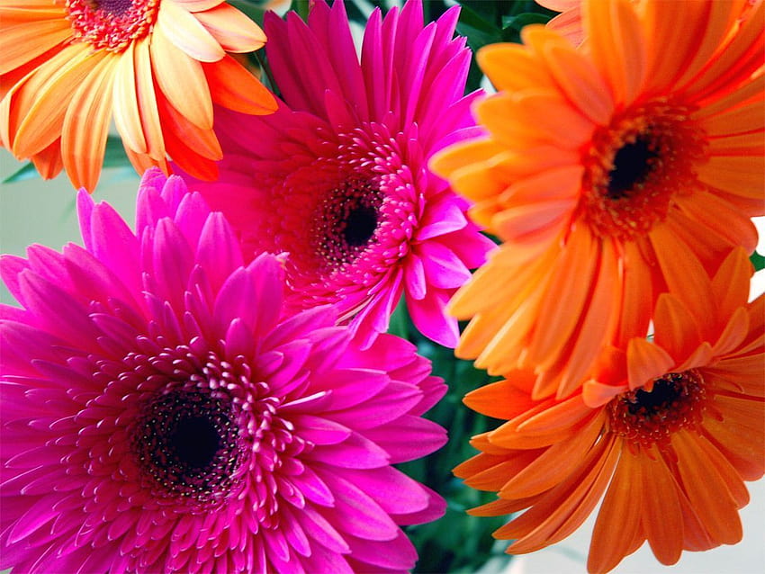 Gerbera Daisies Group, pink daisies HD wallpaper