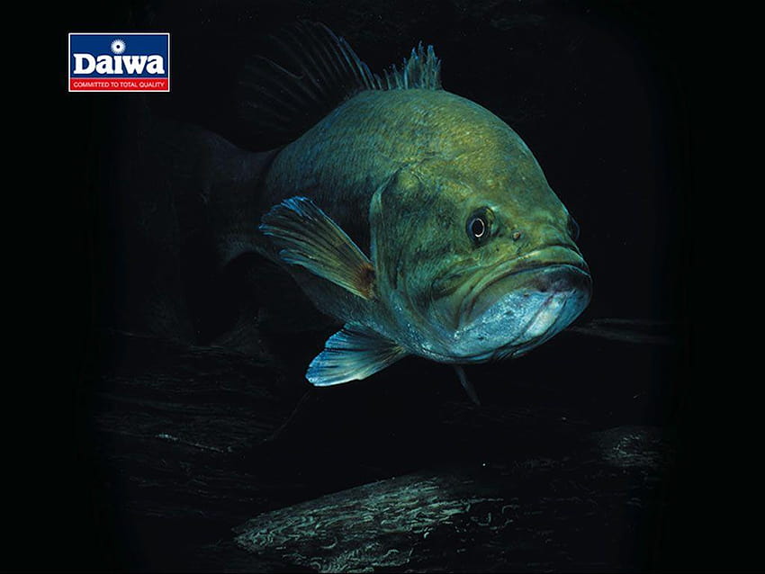 Dla > Bass Fish, tła do połowów basów Tapeta HD