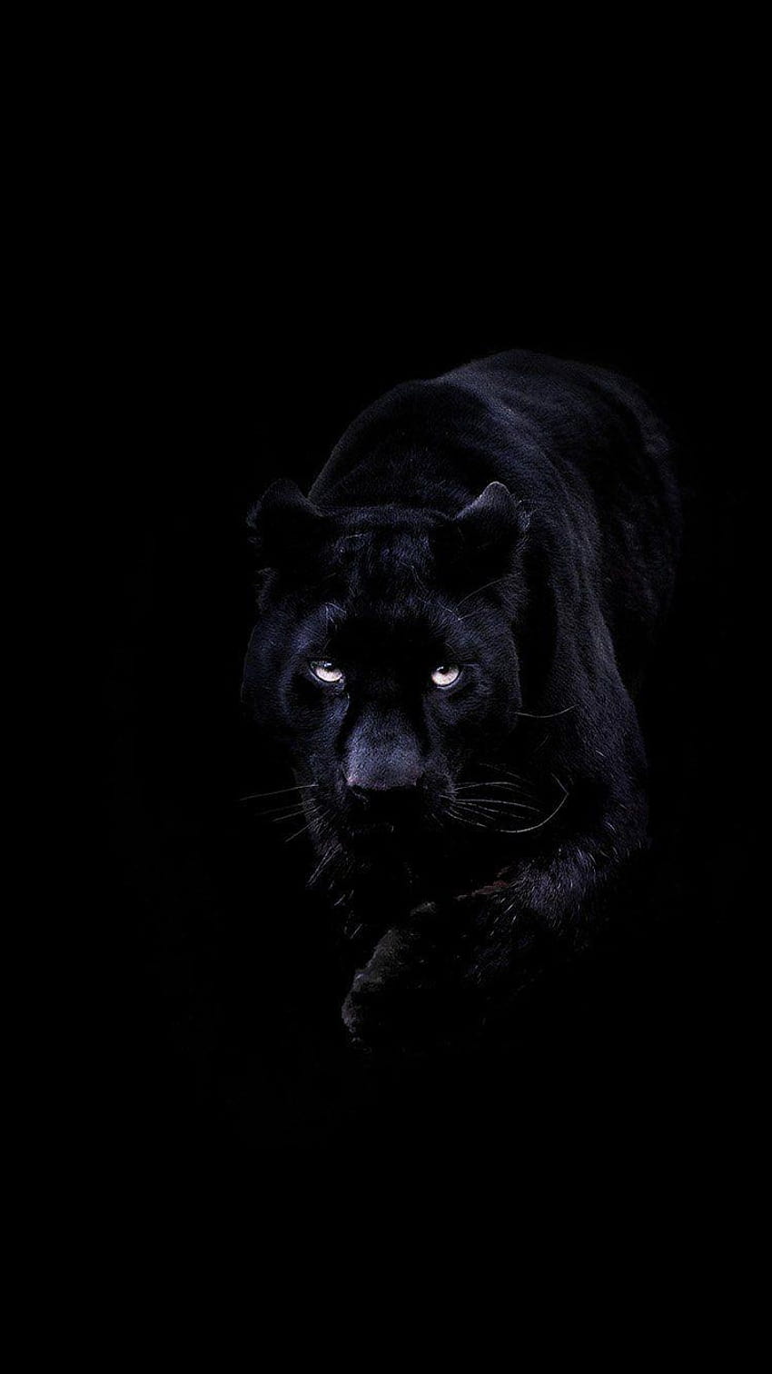 3 Dark Black, hewan estetika panther hitam wallpaper ponsel HD