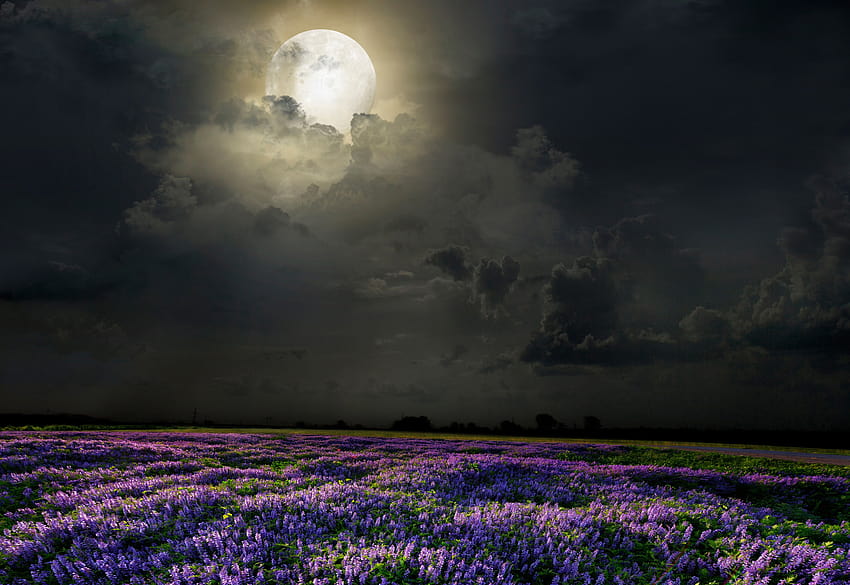 tanaman lavender bulan, bidang lavender di malam hari Wallpaper HD