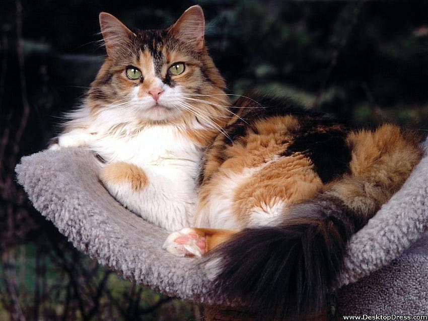 maine coon calico mix