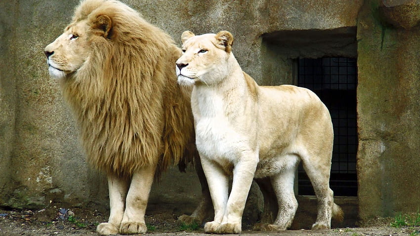 Lion mâle et femelle, couple de lions Fond d'écran HD