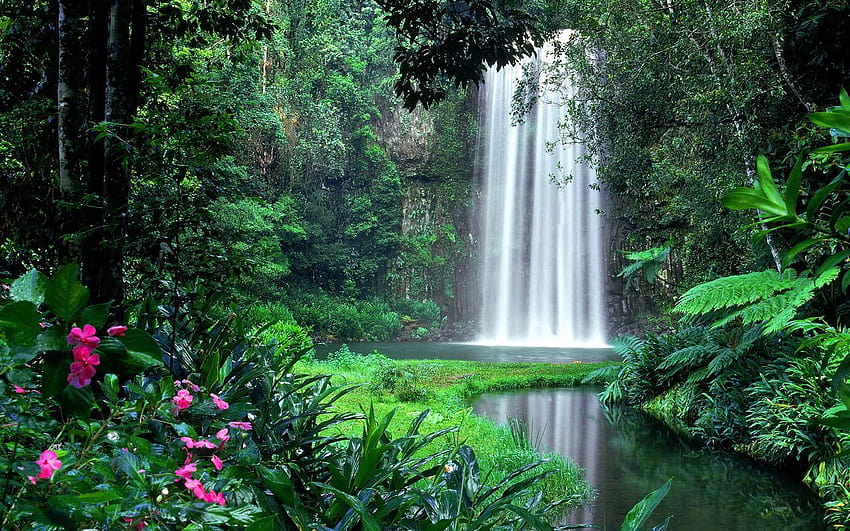 I hope this is what my gateway to heaven looks like <3, millaa millaa falls HD wallpaper