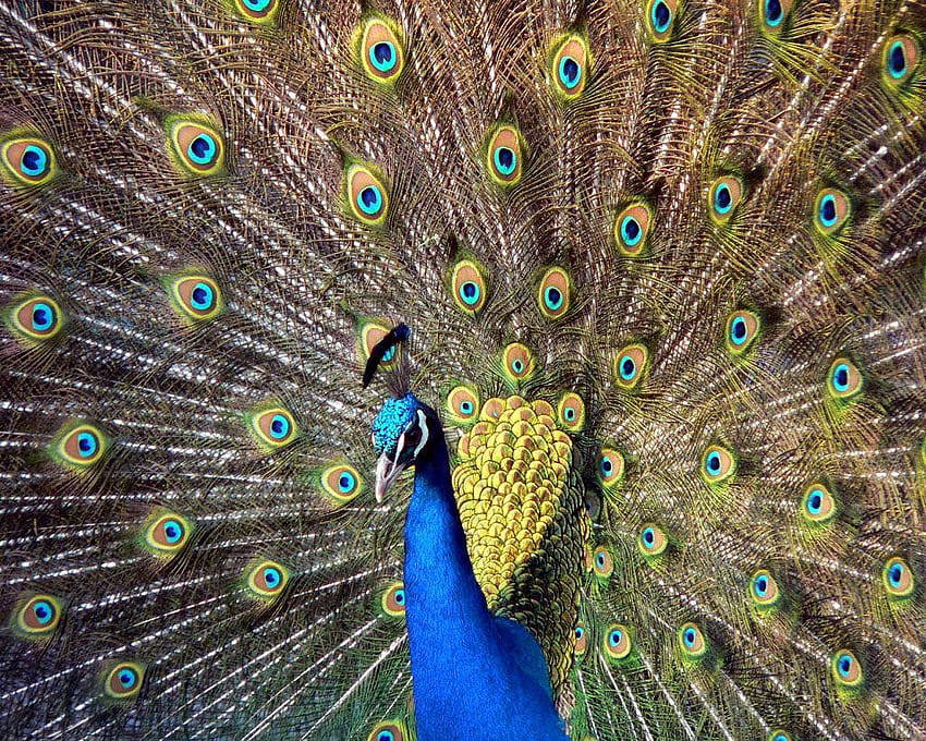 Top 28 Most Beautiful And Sweet Peacock In, merak HD wallpaper