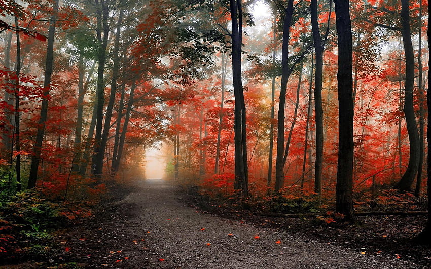 Pfad im nebligen Herbstwald, Herbstwaldweg HD-Hintergrundbild