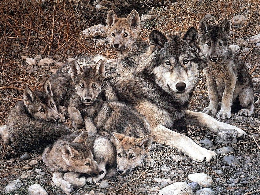 Hund Wölfe Familie Welpen Hunde Tiere Rote Wolfswelpen Natur Felsen, Wolfswelpen HD-Hintergrundbild
