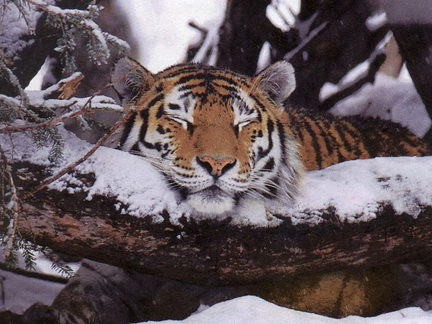 Black Tiger Animal, tigers sleeping HD wallpaper