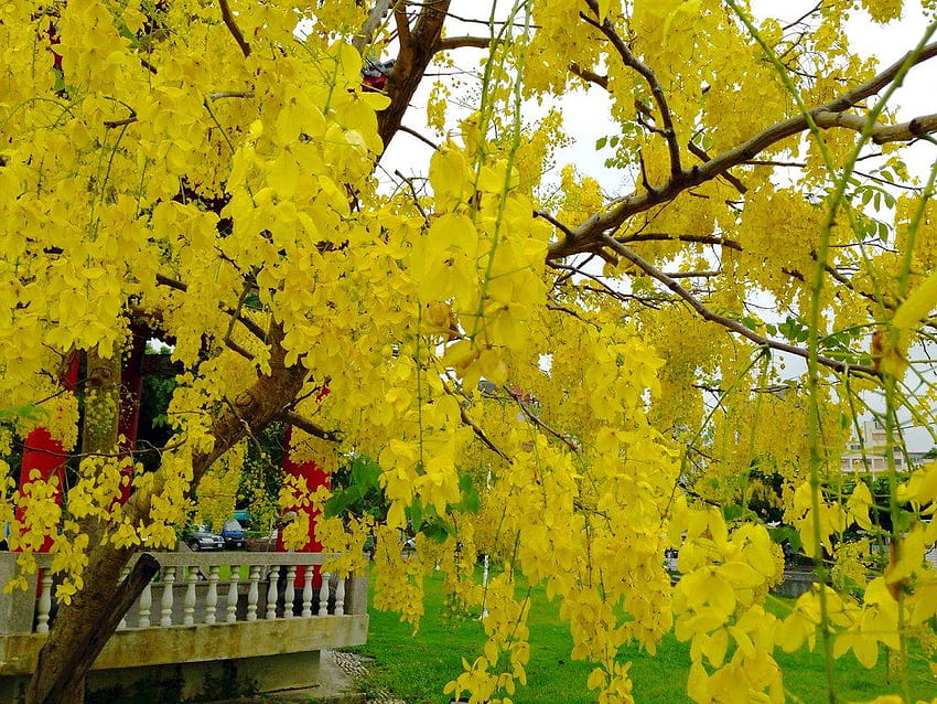 Cassia Fistula Golden Rain Yellow Flower Dok Khuen Ratchap…, kanikkonna HD wallpaper