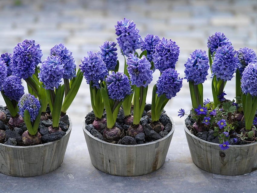Give the unexpected gift of hyacinths, potted hyacinths HD wallpaper