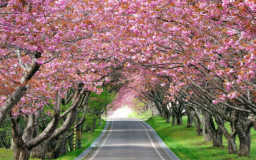 Пешеходна пътека пейзаж алея път цъфти цветя розови, пътека между цветя HD тапет
