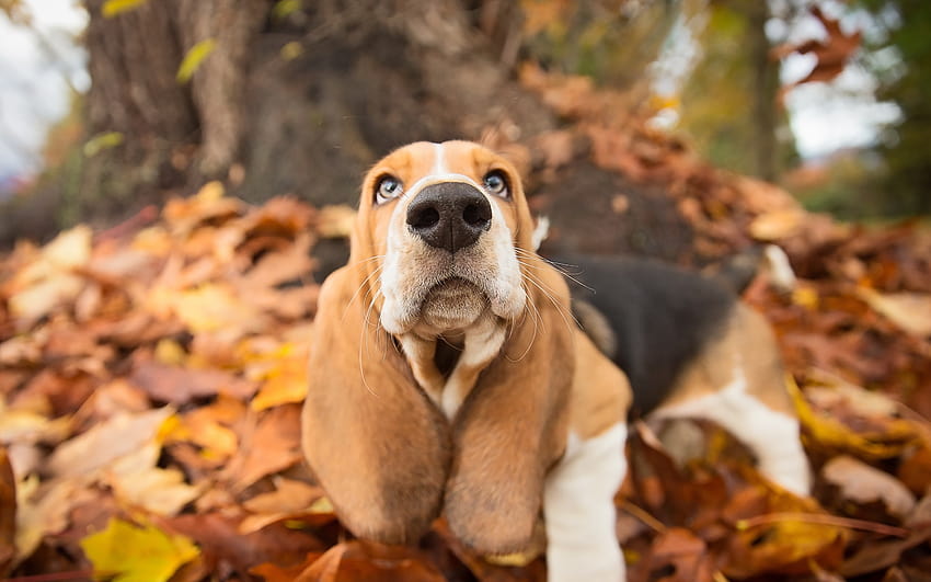 Basset Hound Dogs Nose Autumn Animals 2880x1800 Wallpaper HD