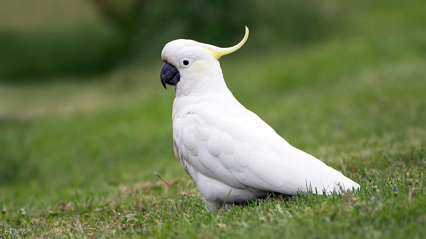 Cockatoo Parrot Bird Ultra HD Desktop Background Wallpaper for 4K UHD TV :  Widescreen & UltraWide Desktop & Laptop : Tablet : Smartphone