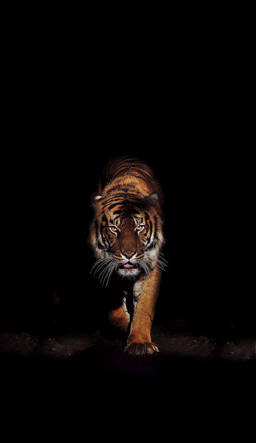 Idea by Behnam on animal, head tiger japanese iphone HD phone wallpaper