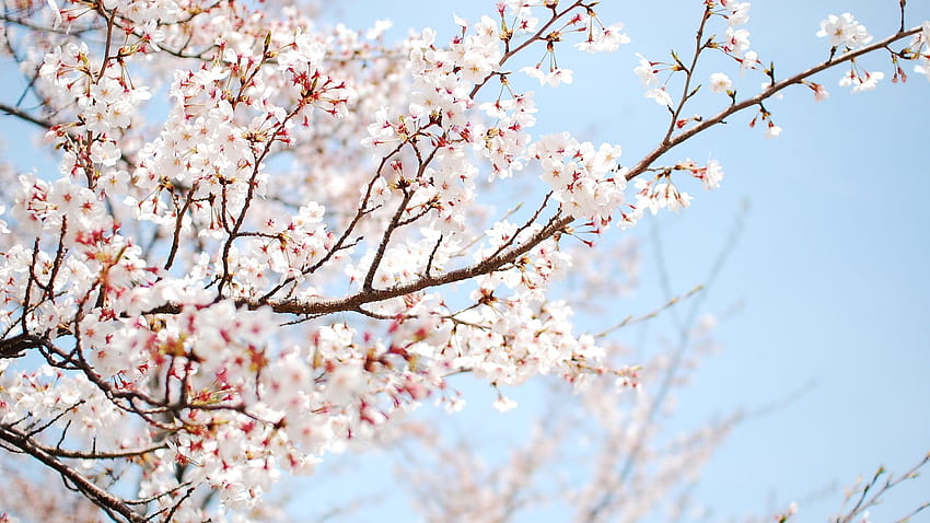 Wide Screen Cherry Blossom, flower wide aesthetic dark HD wallpaper