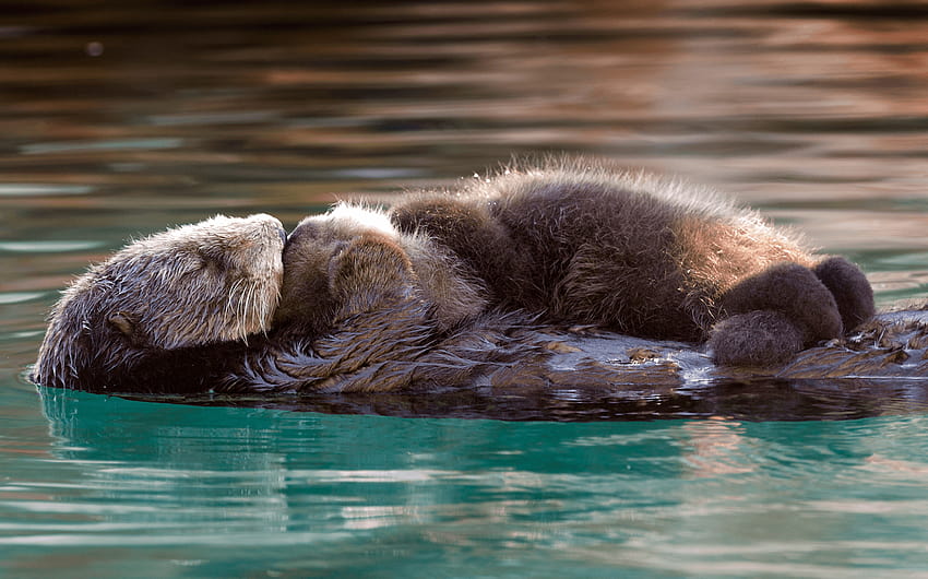 Priorità alle lontre marine del sud al Monterey Bay Aquarium, lontre marine Sfondo HD