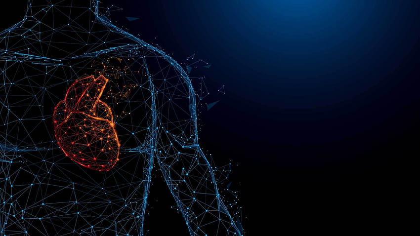 humano, anatomia do coração papel de parede HD