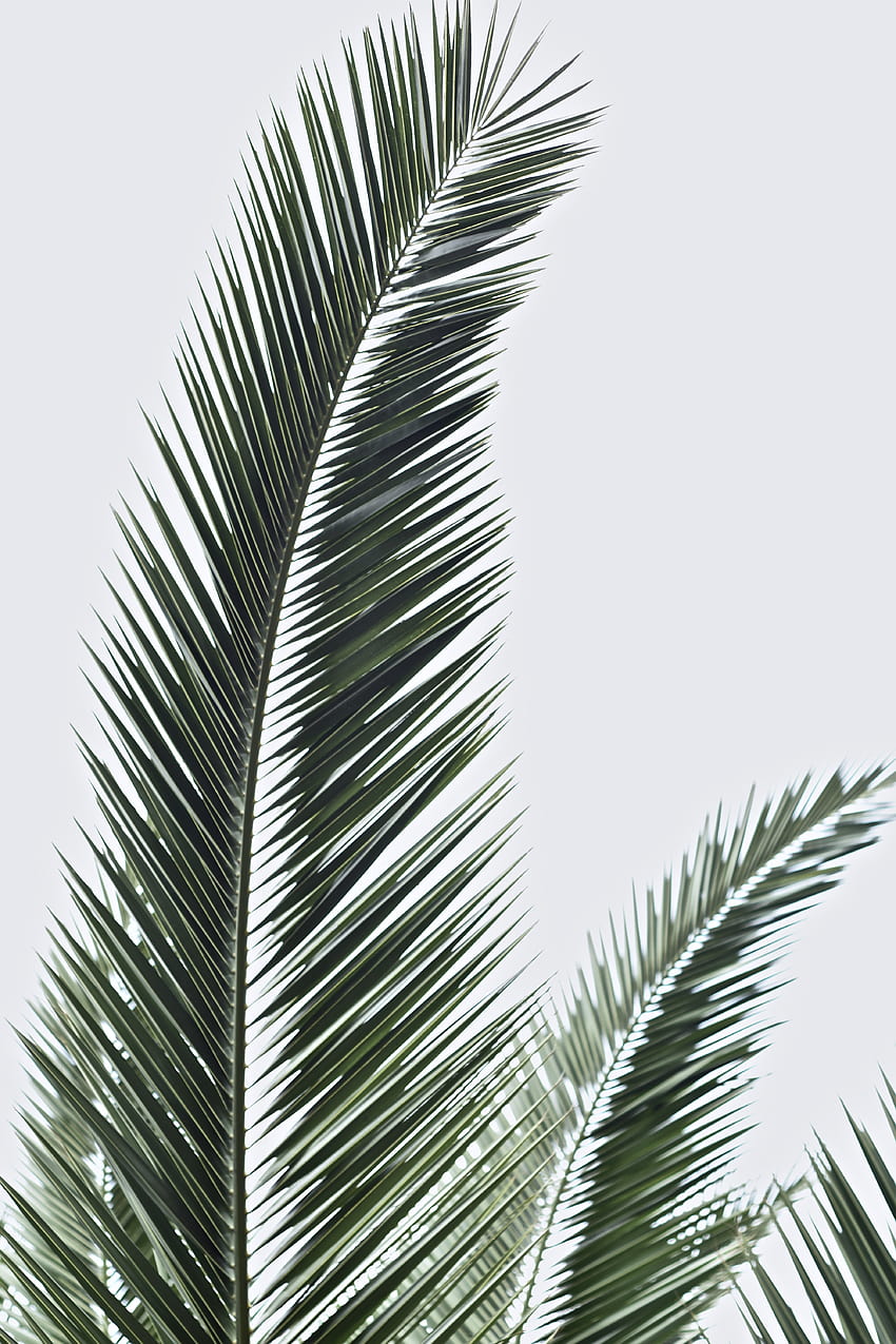Palm Fronds · Stock, palm tree leaves HD phone wallpaper