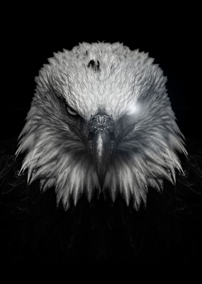 angry eagle poster ' Poster by MK studio HD phone wallpaper